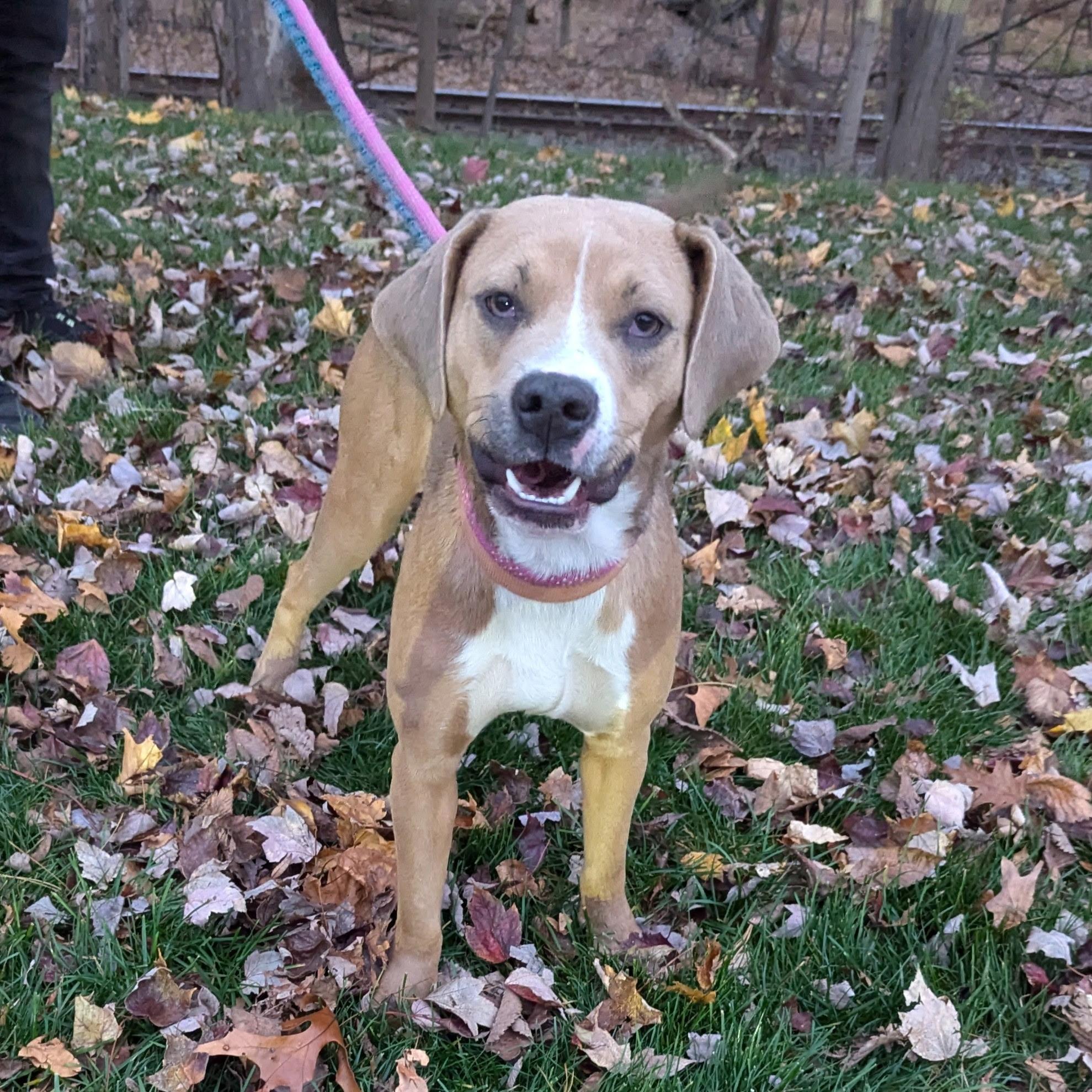 Harper, Adoptable, Adult Female Hound.