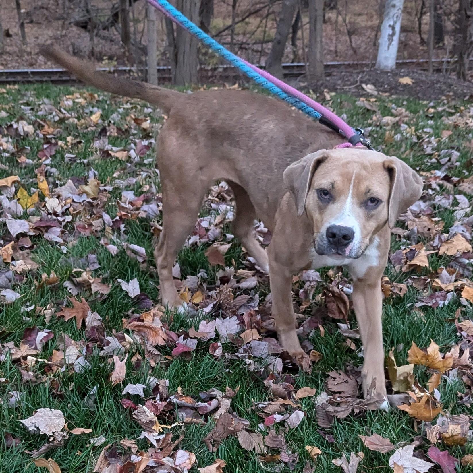 Enlarge Harper, a Adoptable mixed breed in Paramus, NJ image 4/5