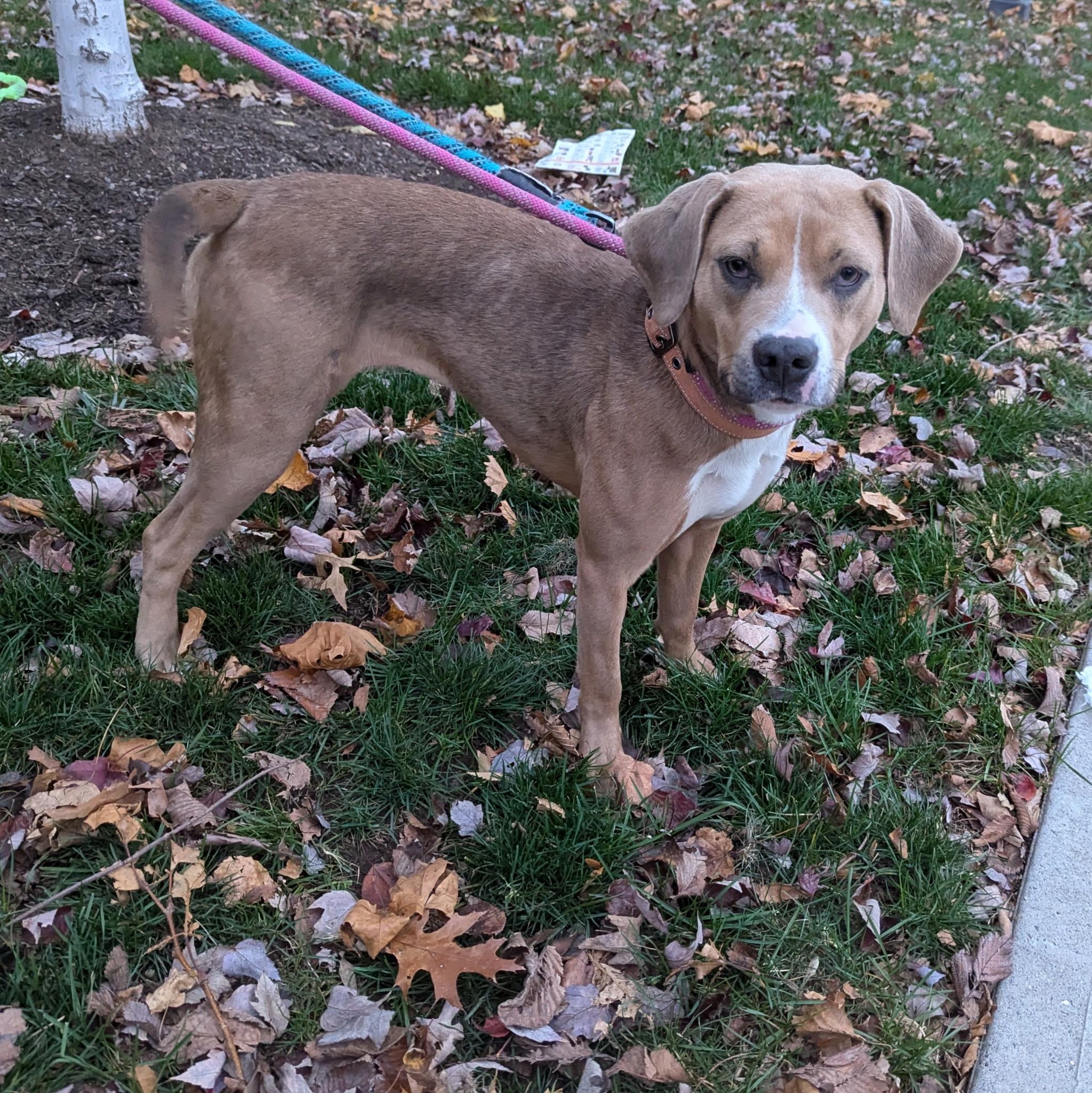 Enlarge Harper, a Adoptable mixed breed in Paramus, NJ image 5/5