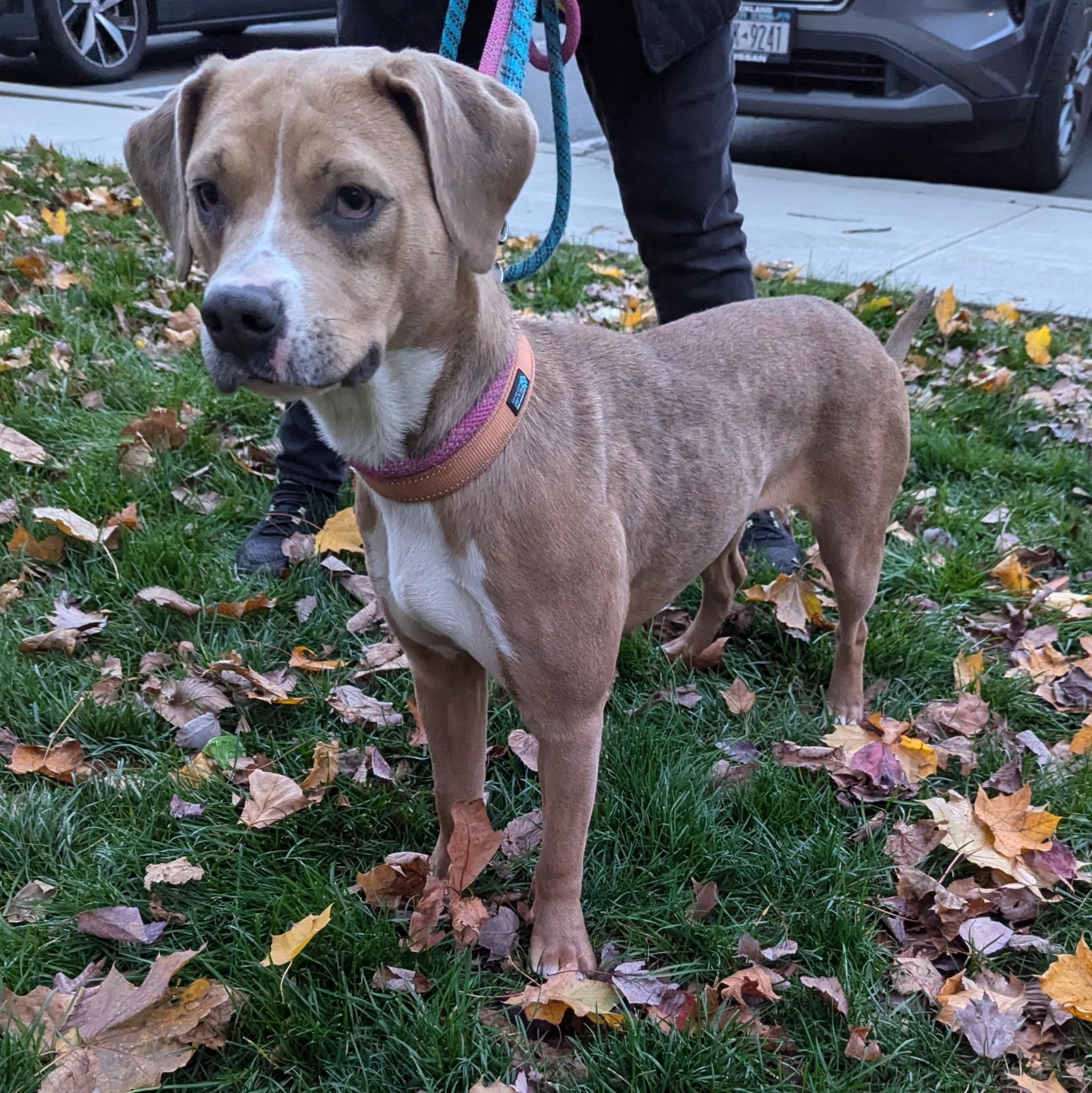 Enlarge Harper, a Adoptable mixed breed in Paramus, NJ image 2/5