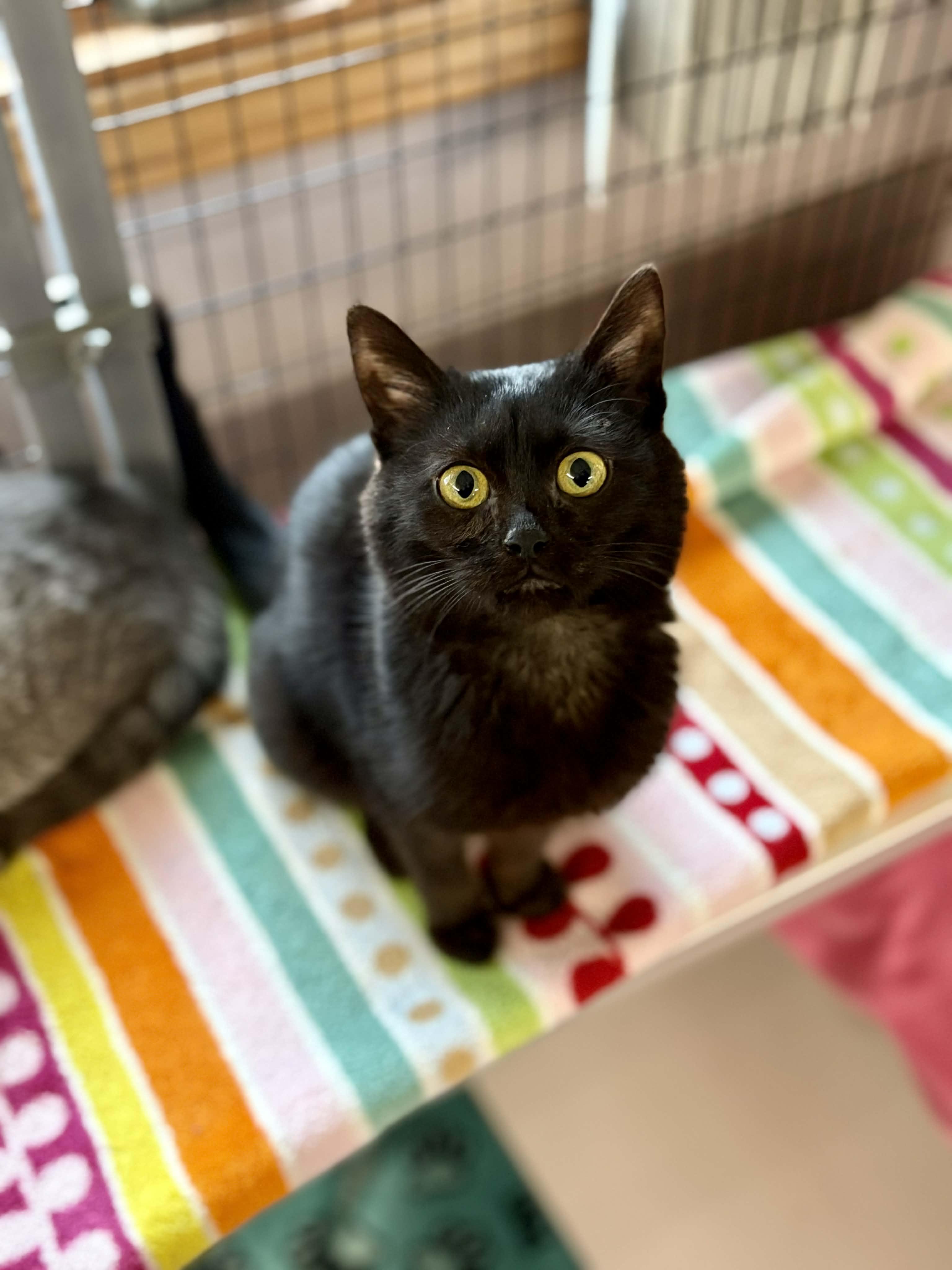 Enlarge Rigatoni, an adopted Domestic Short Hair in St. Clair, MI image 1/1