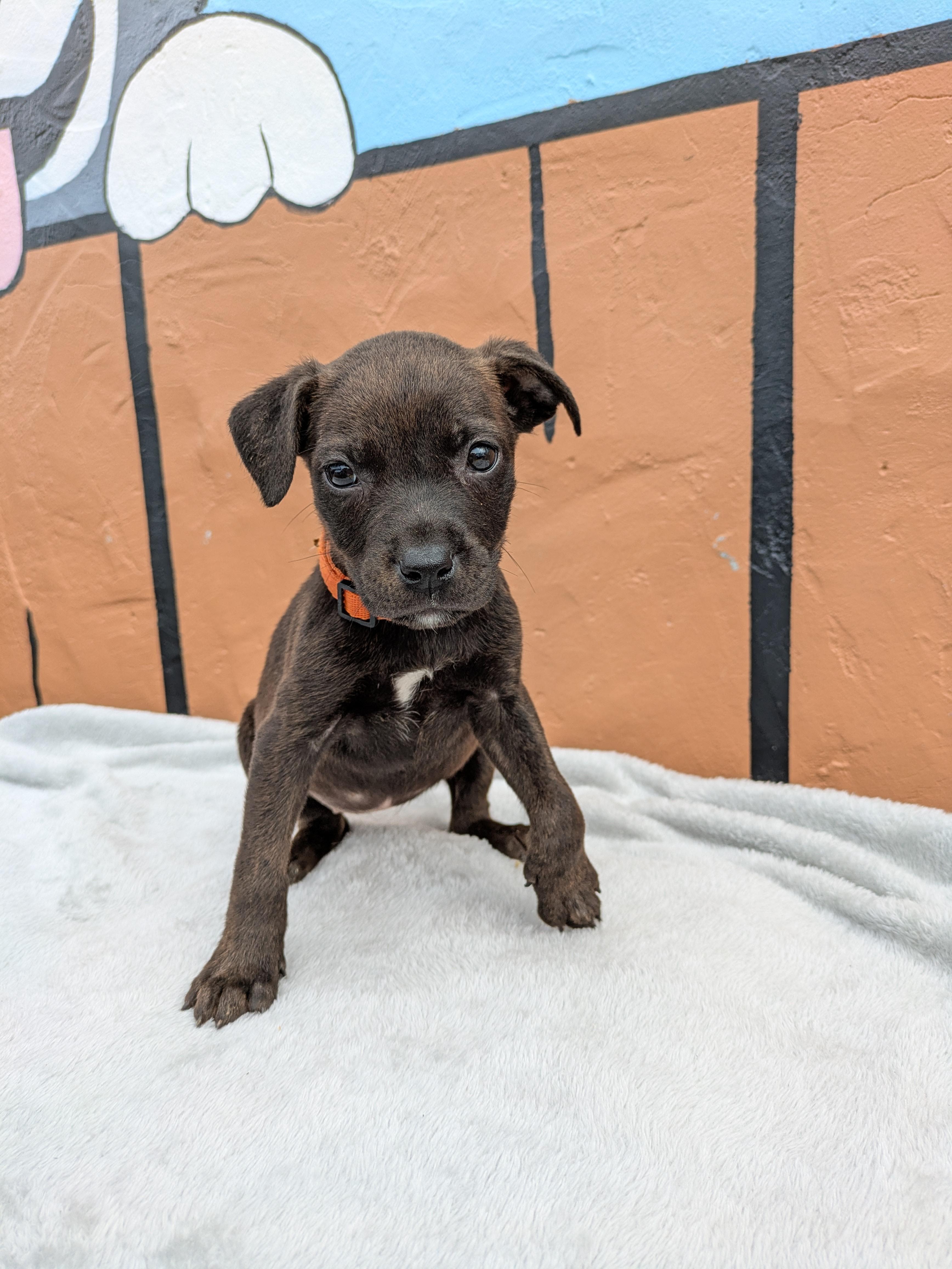 Enlarge Raven, an adopted Mixed Breed in Huntsville, AL image 2/4