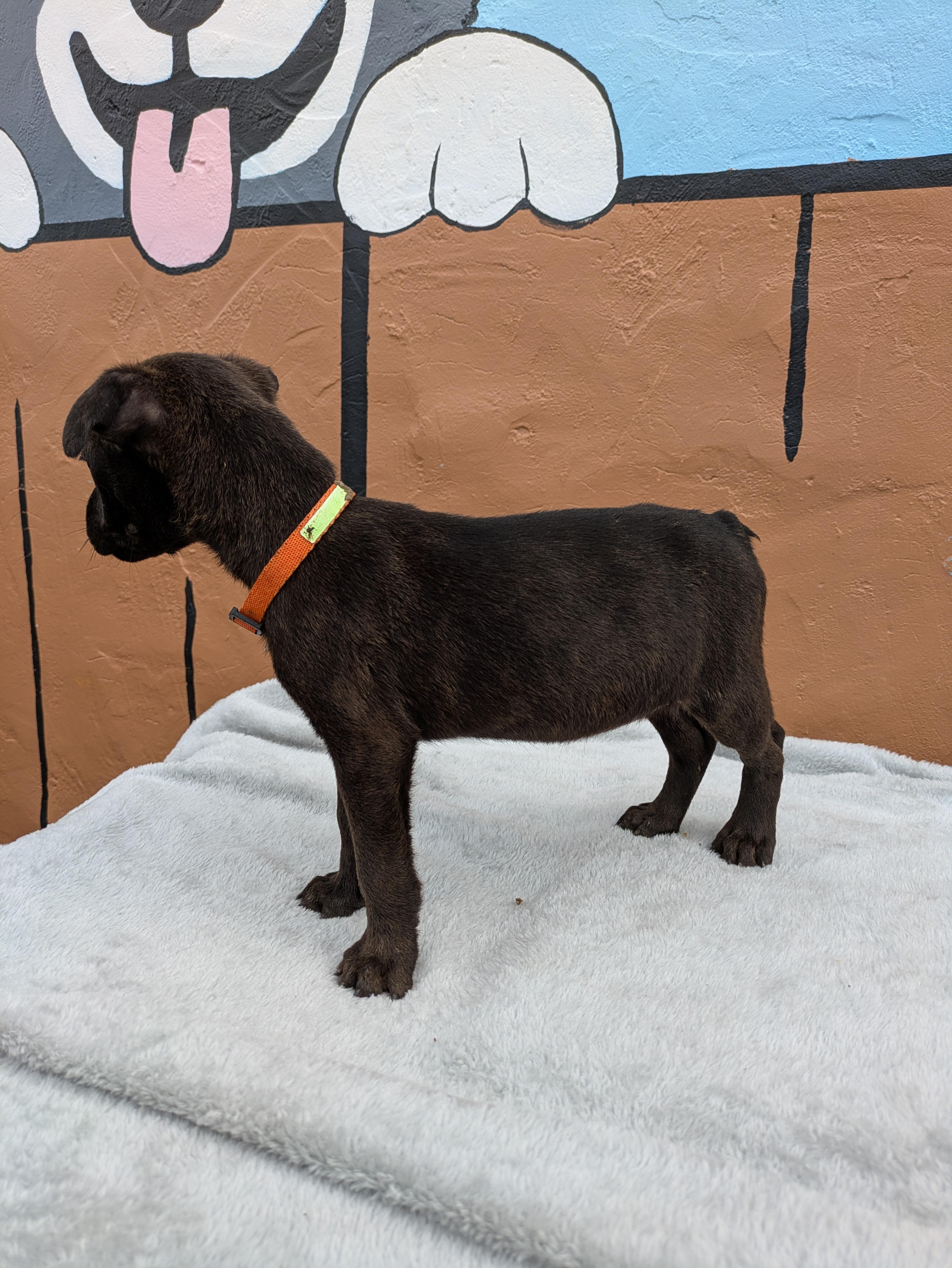 Enlarge Raven, an adopted Mixed Breed in Huntsville, AL image 3/4