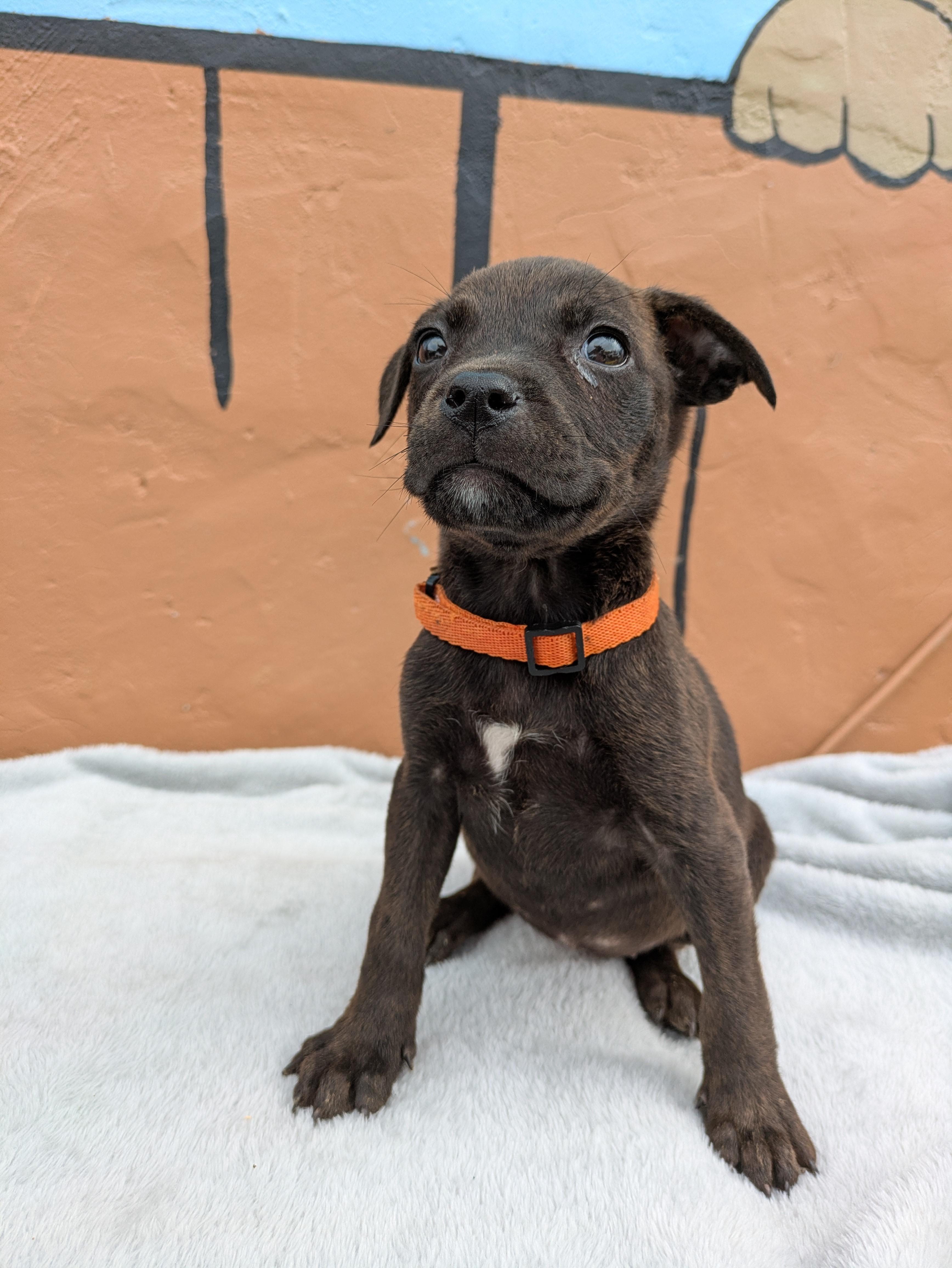Enlarge Raven, an adopted Mixed Breed in Huntsville, AL image 4/4