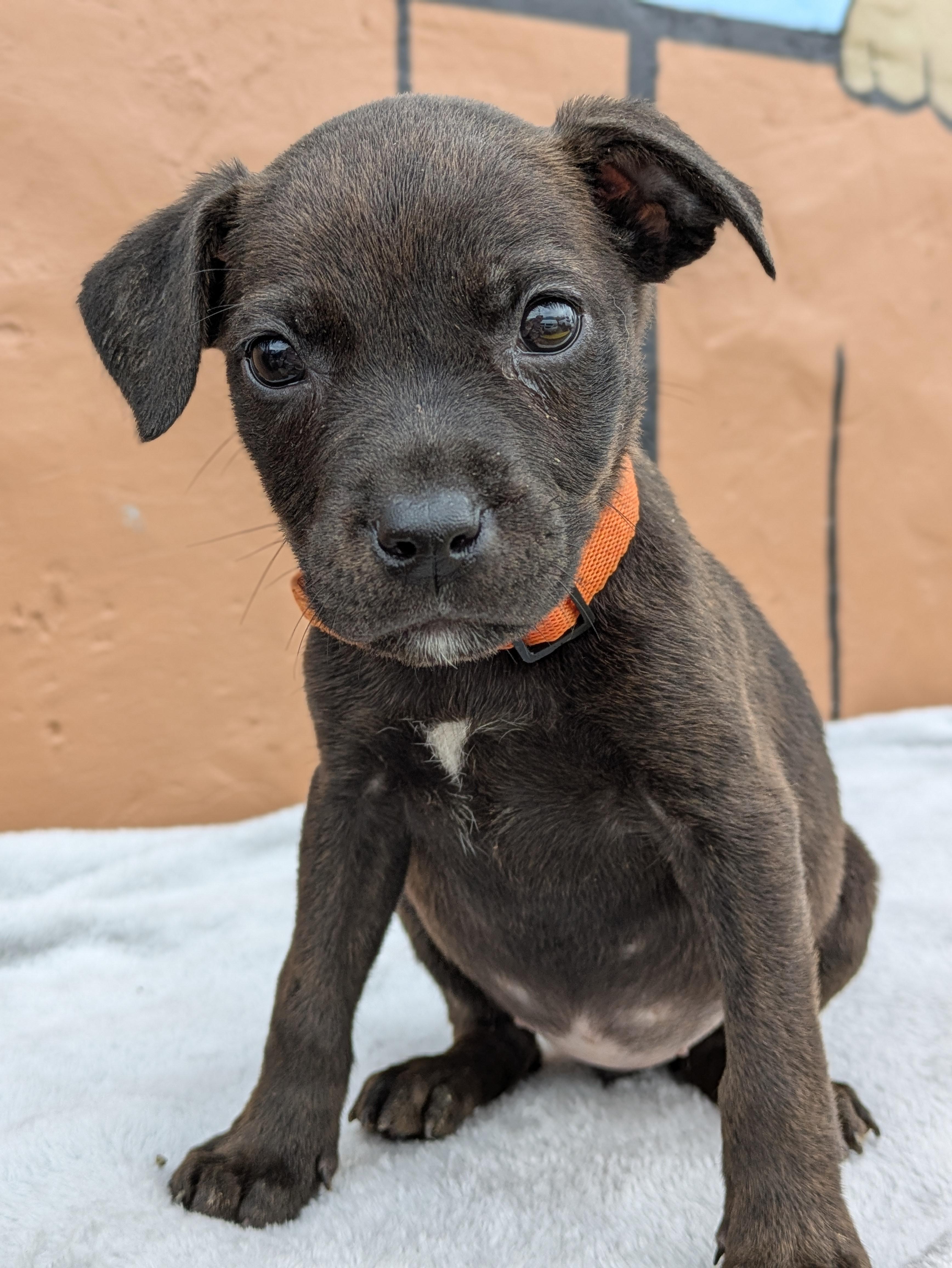 Enlarge Raven, an adopted Mixed Breed in Huntsville, AL image 1/4
