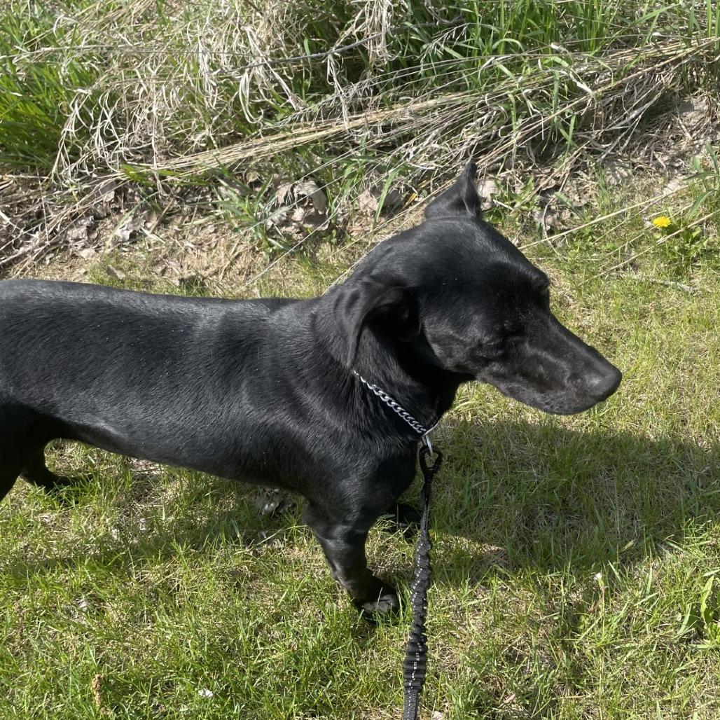 Trump, Adoptable, Adult Male Labrador Retriever & Cattle Dog.