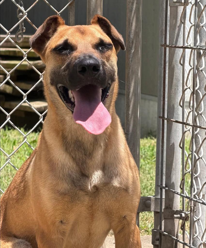 Wallace, Adoptable, Young Male Black Mouth Cur & Shepherd.
