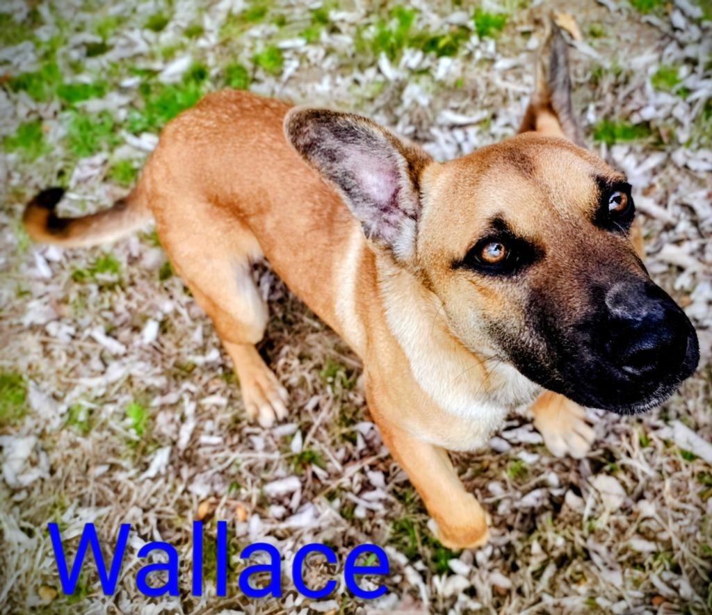 Enlarge Wallace, a Adoptable mixed breed in Mena, AR image 1/2