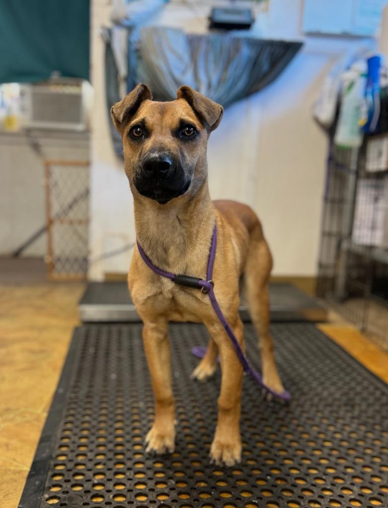 Enlarge Wallace, a Adoptable mixed breed in Mena, AR image 3/3