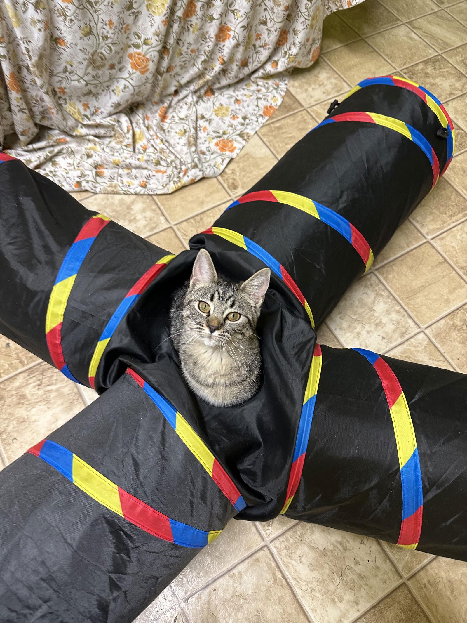 Green, Adoptable, Kitten Male Domestic Short Hair & Tabby.