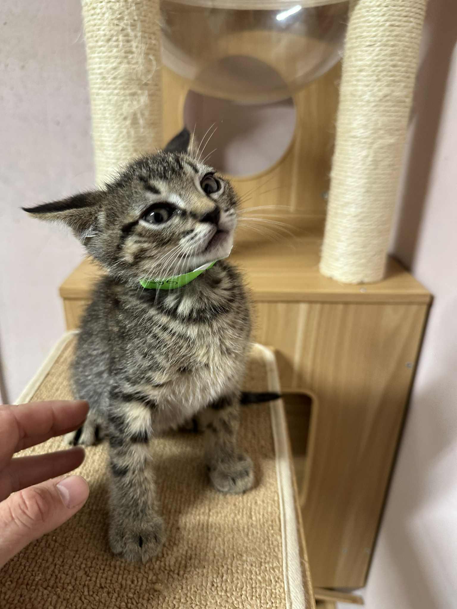 Enlarge Green, a Adoptable mixed breed in Stover, MO image 2/2