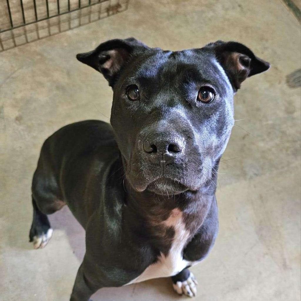 Frieda, a Adoptable American Staffordshire Terrier in Gainesville, GA image 1/4