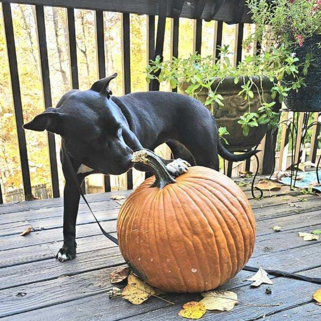 Frieda, a Adoptable American Staffordshire Terrier in Gainesville, GA image 2/4