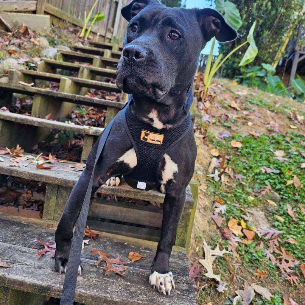 Frieda, Adoptable, Adult Female American Staffordshire Terrier.