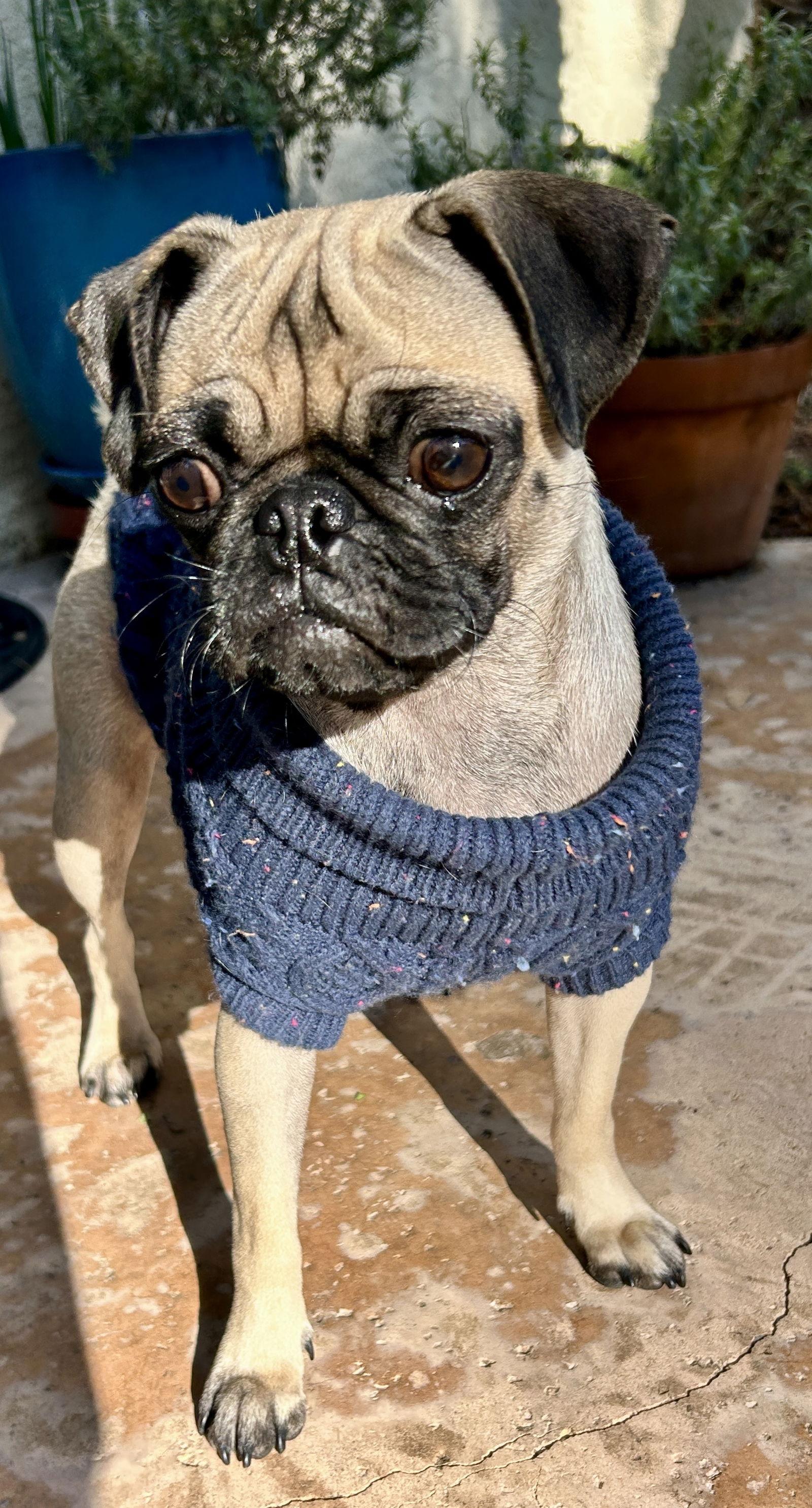 Valais, Adopted, Adult Female Pug.