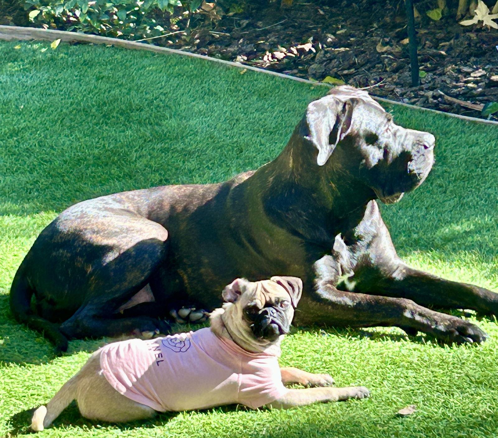 Valais, a Adopted Pug in Mission Viejo, CA image 2/3