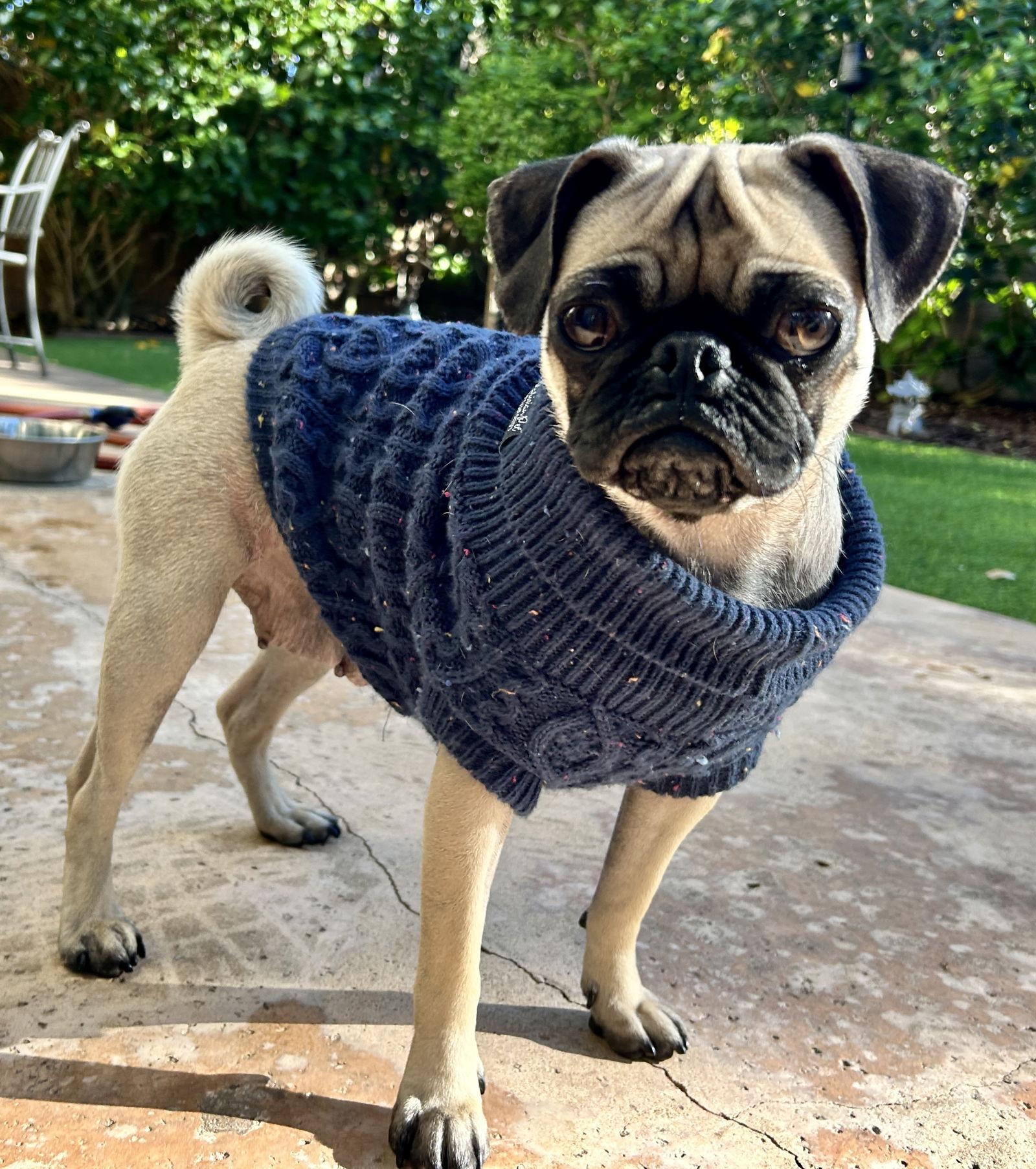 Valais, a Adopted Pug in Mission Viejo, CA image 3/3