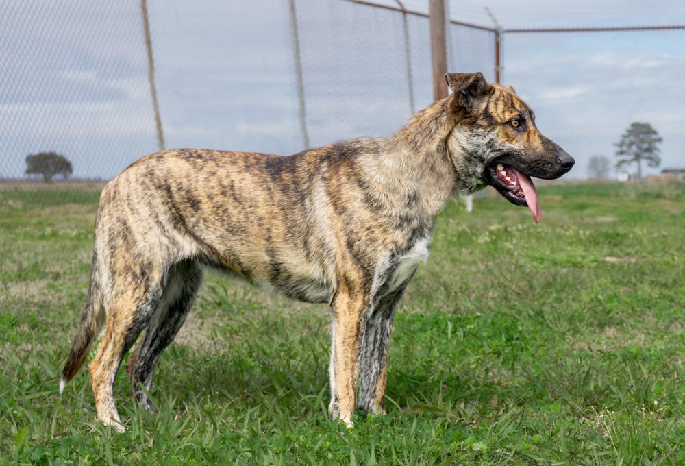 Liberty — thumbnail 2