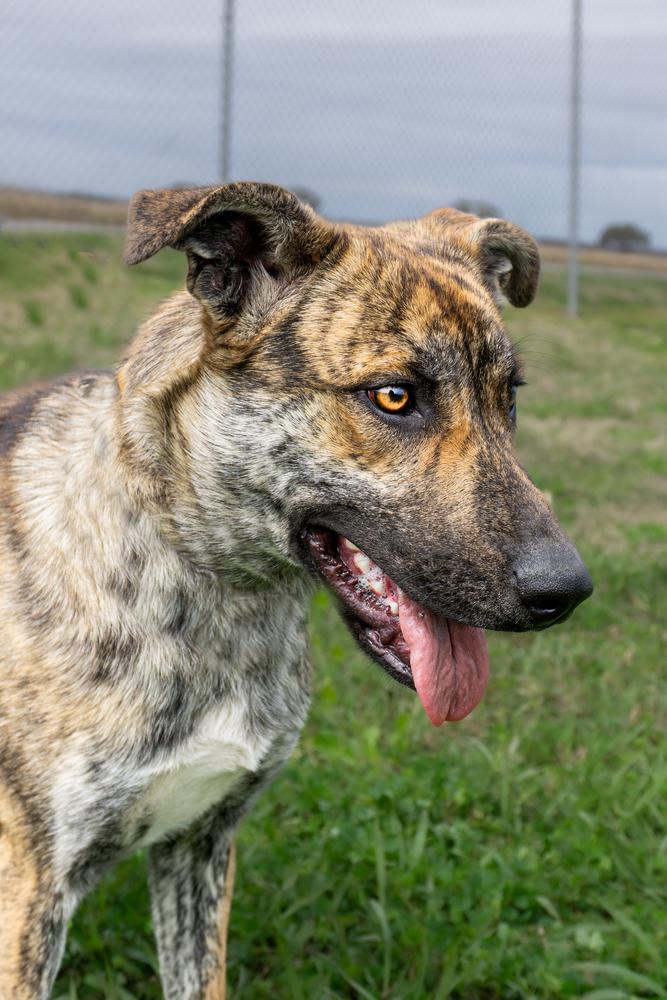 Liberty — thumbnail 3