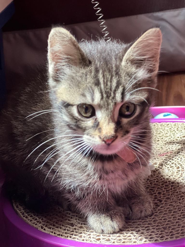 Leon, Adoptable, Kitten Male Domestic Short Hair.