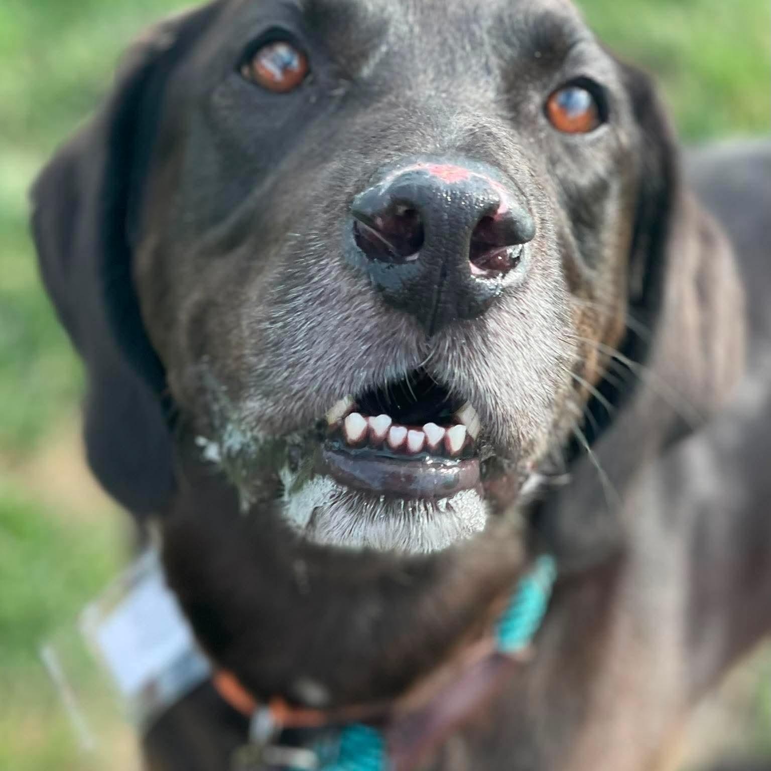 Enlarge Jethro, an adopted mixed breed in Minooka, IL image 4/6
