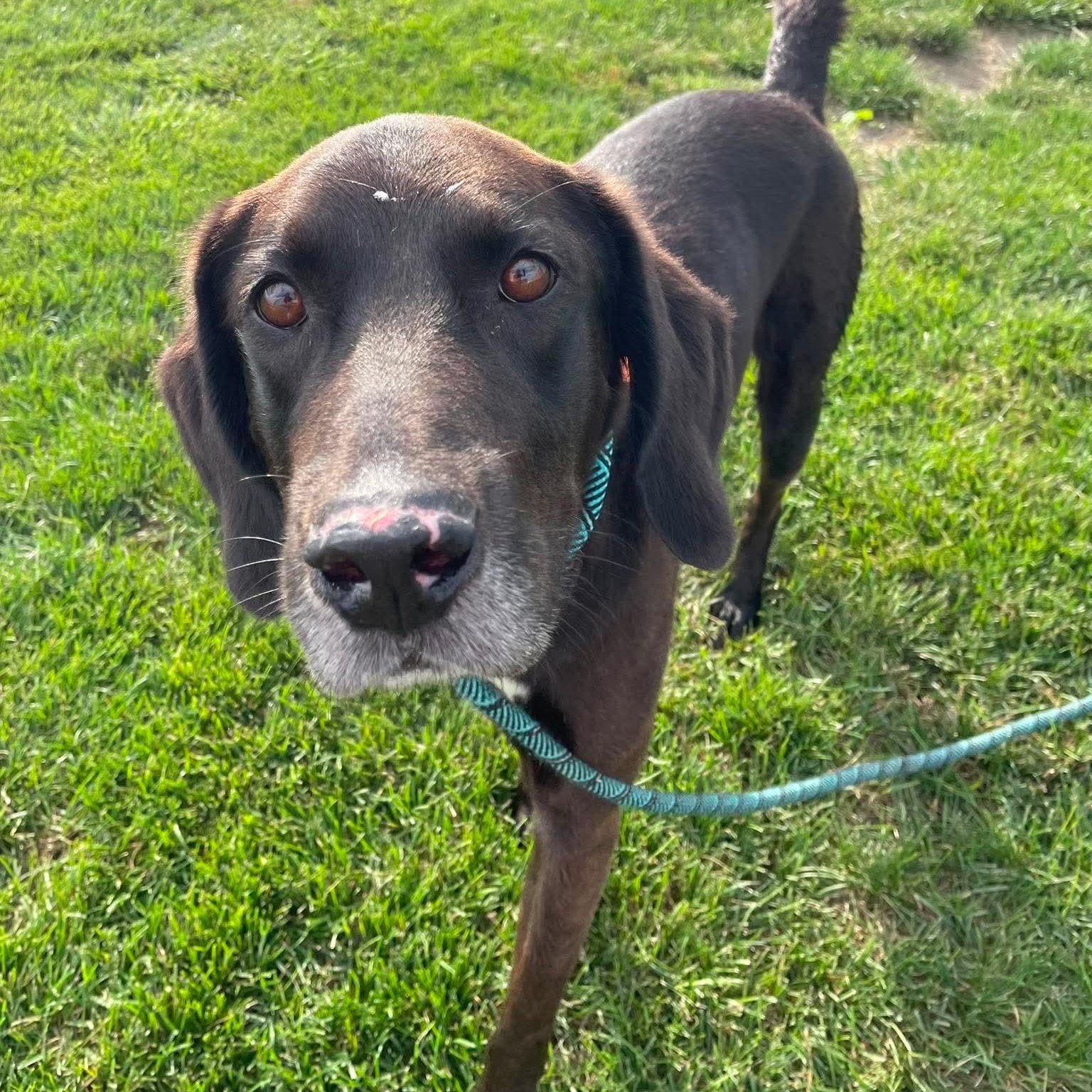 Enlarge Jethro, an adopted mixed breed in Minooka, IL image 2/6