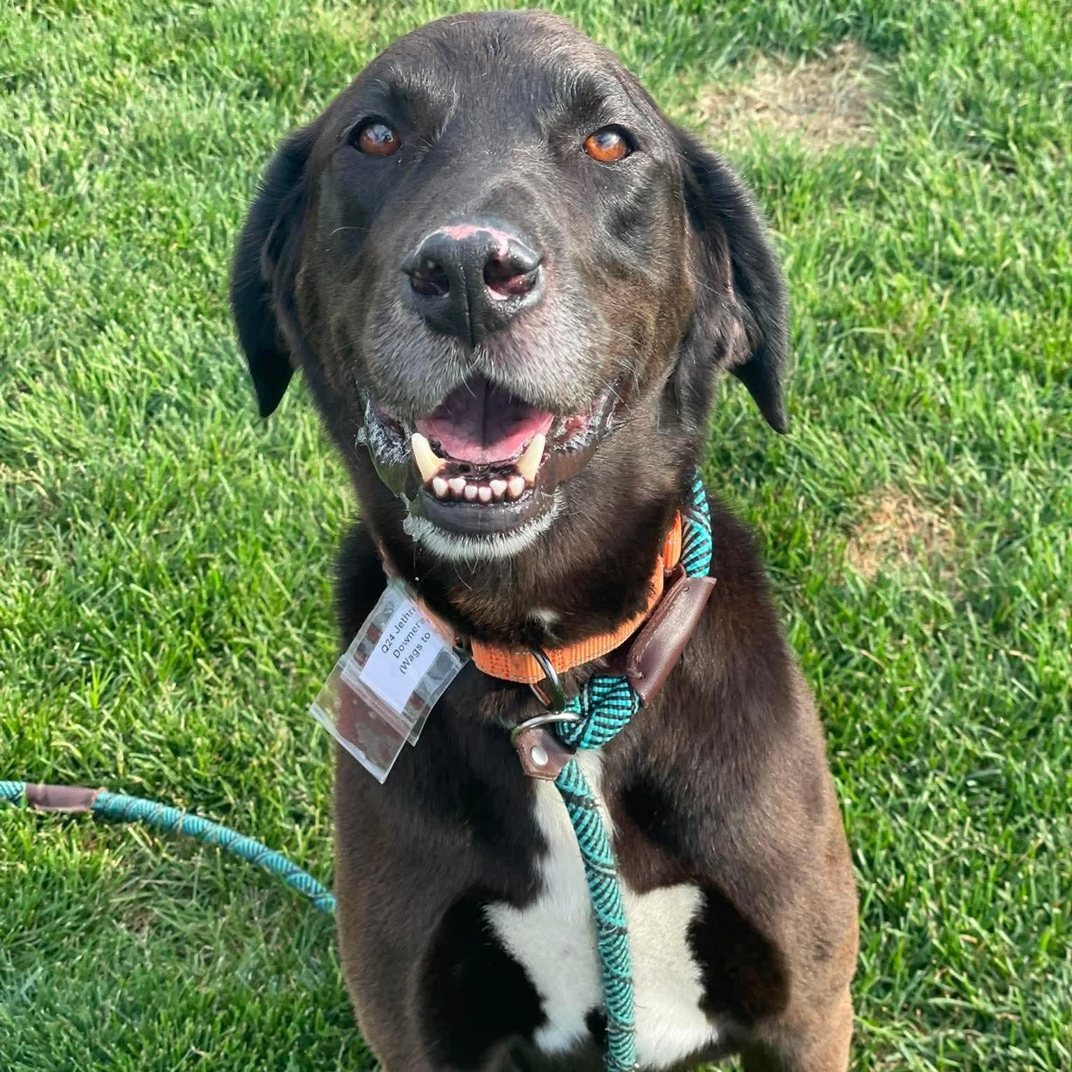 Enlarge Jethro, an adopted mixed breed in Minooka, IL image 1/6