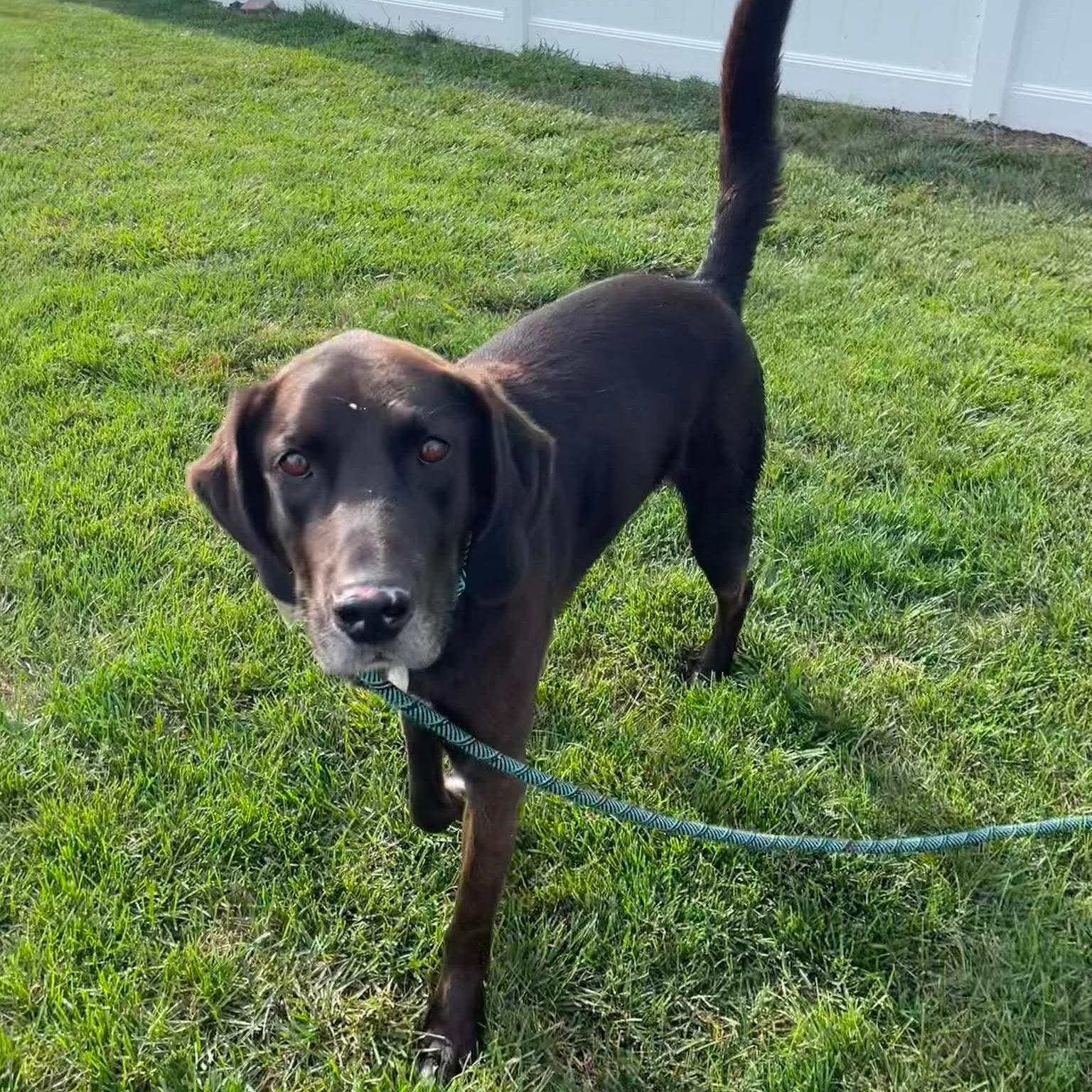 Enlarge Jethro, an adopted mixed breed in Minooka, IL image 3/6
