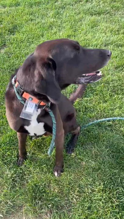 Enlarge Jethro, an adopted mixed breed in Minooka, IL video 6/6