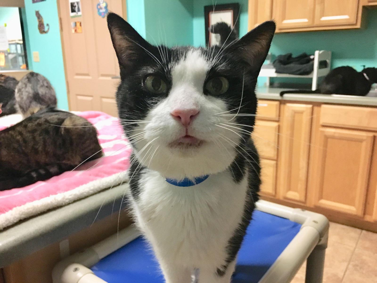 Enlarge Sammy, a Adoptable Tuxedo in Naples, FL image 1/2