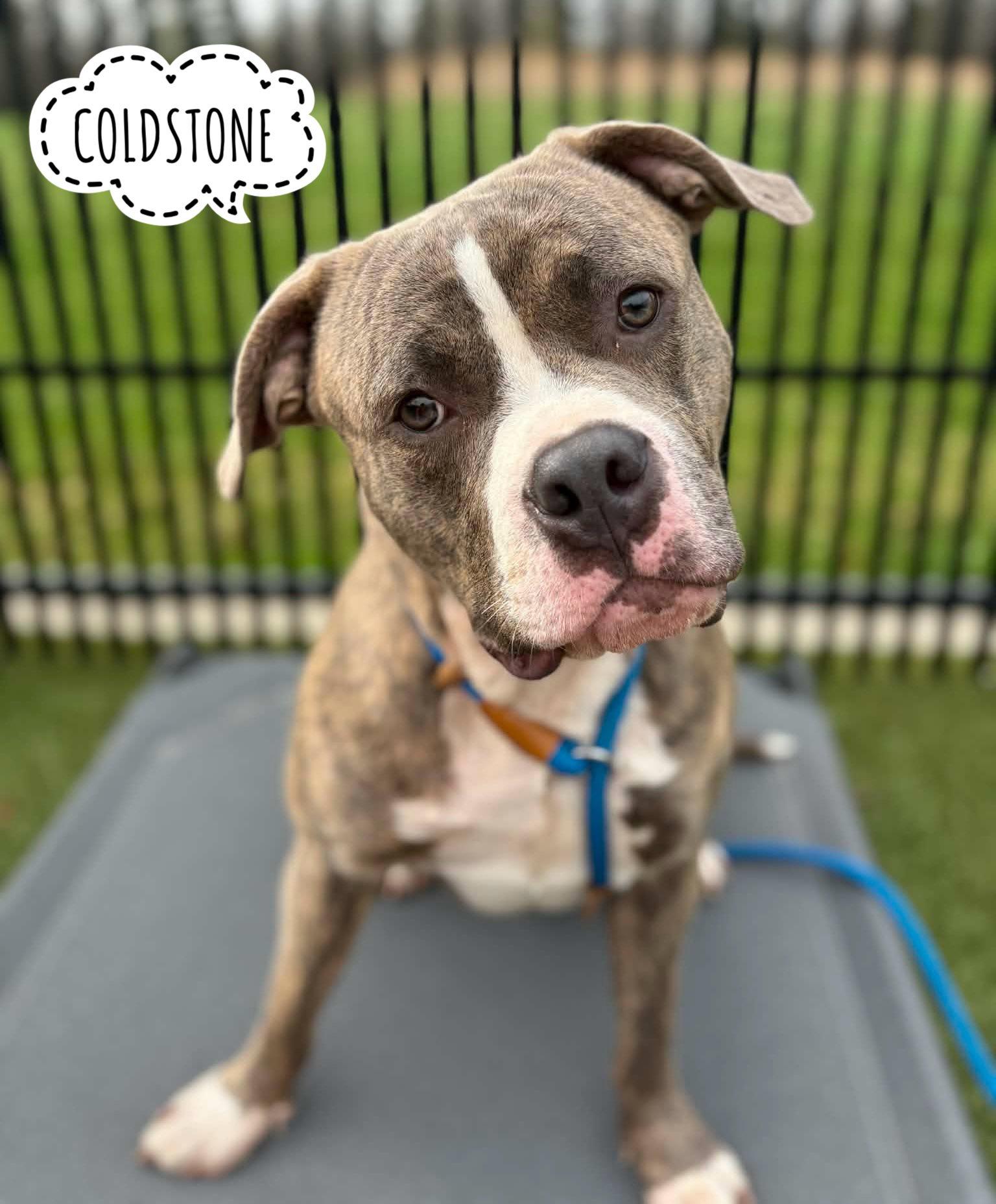 Enlarge Coldstone, a ADOPTABLE Mixed Breed in Flint, MI image 1/1