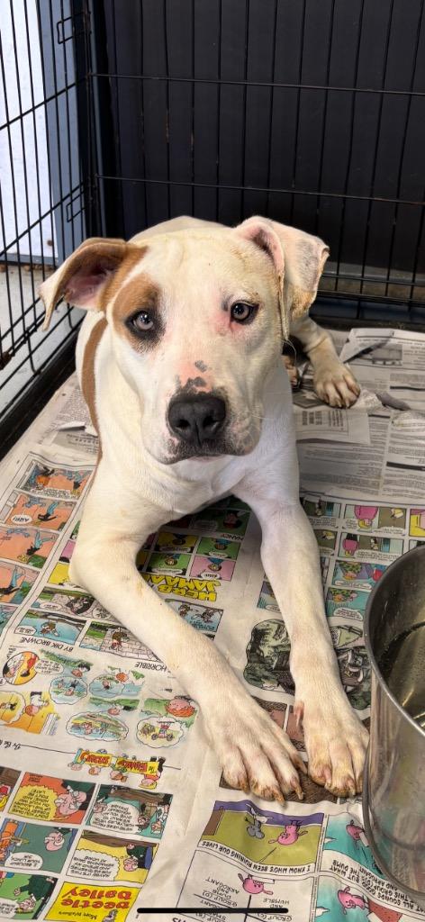 Percy, Adoptable, Young Male Boxer.