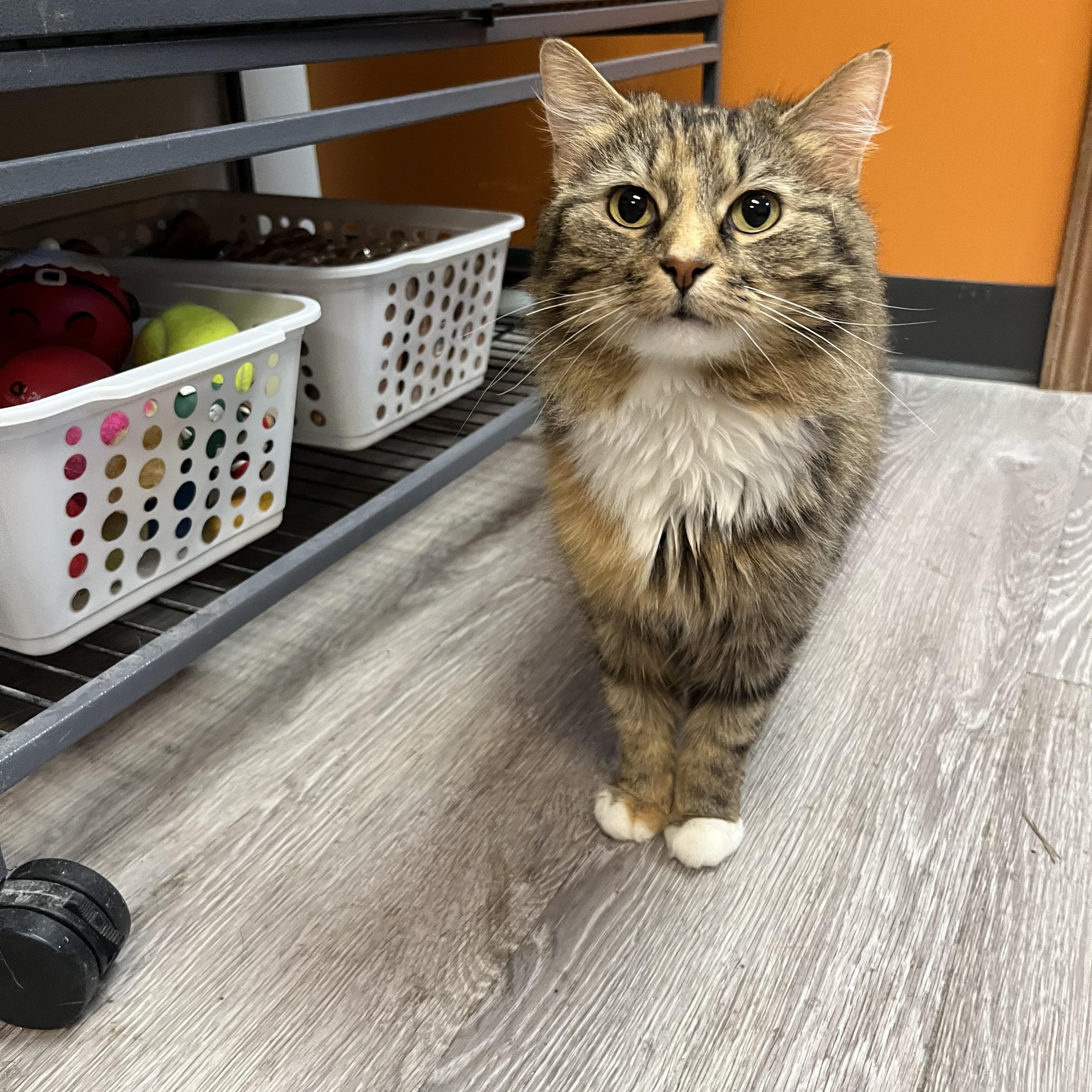 Enlarge Magnolia, a Adoptable Domestic Medium Hair in Yorktown, IN image 2/3