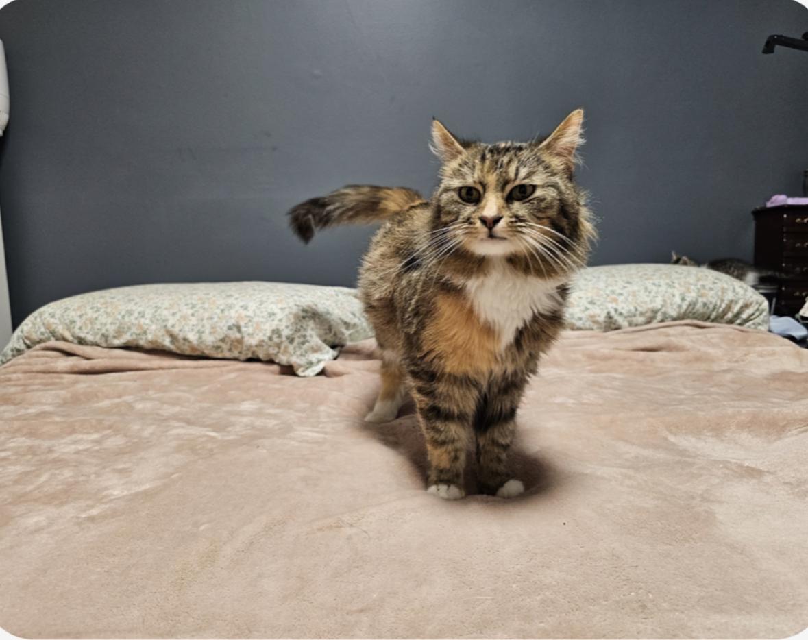 Enlarge Magnolia, a Adoptable Domestic Medium Hair in Yorktown, IN image 3/3