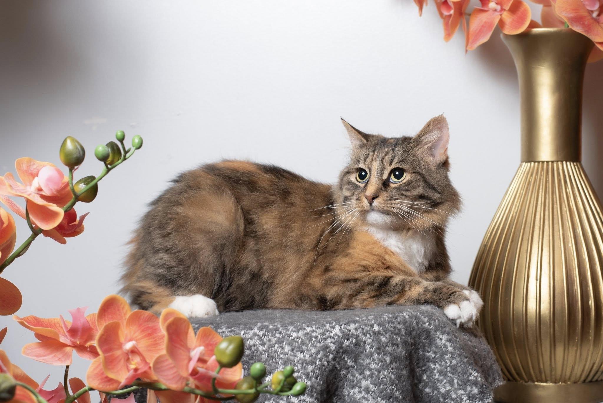 Magnolia, Adoptable, Young Female Domestic Medium Hair.