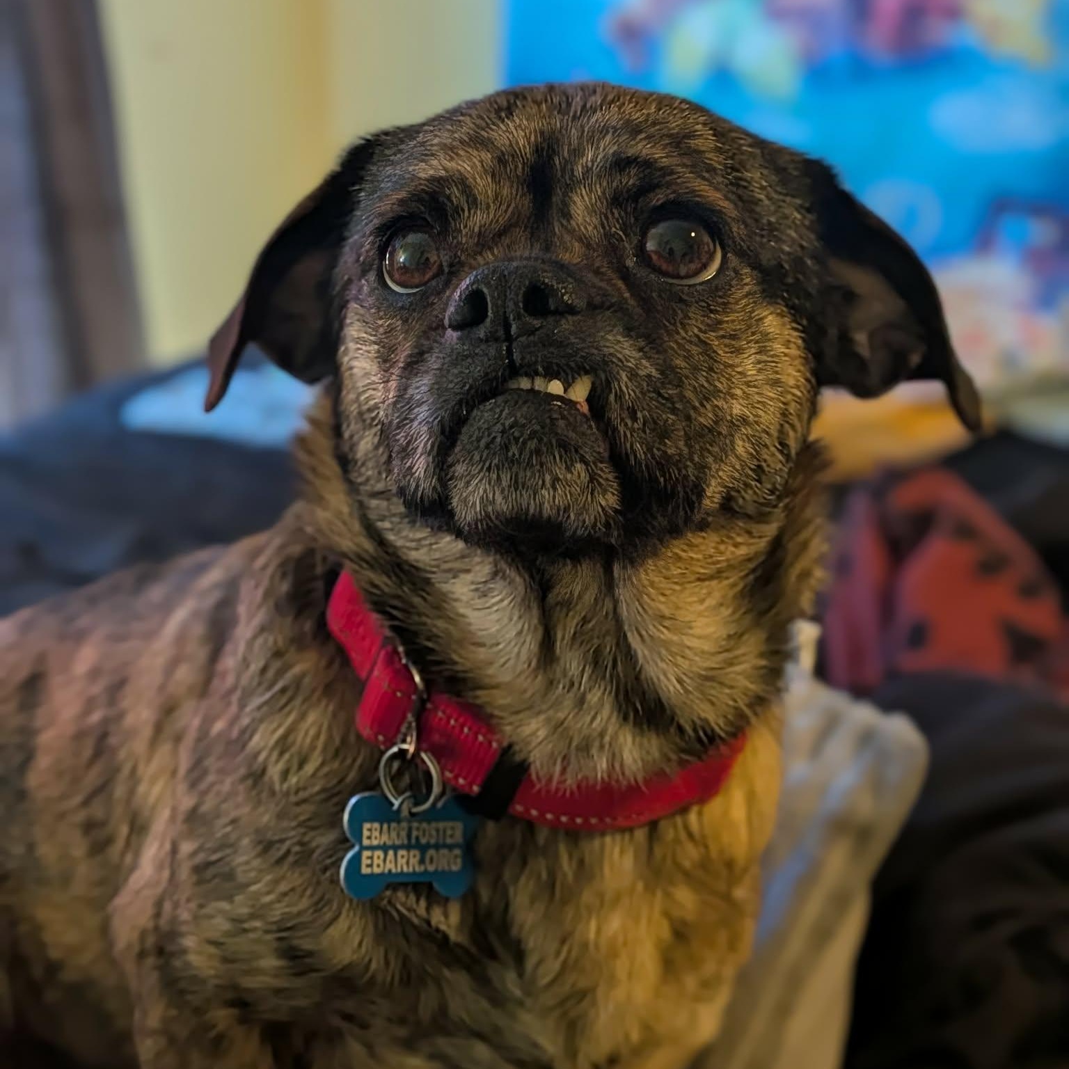 Brenda, adopted, Young Female Pug.