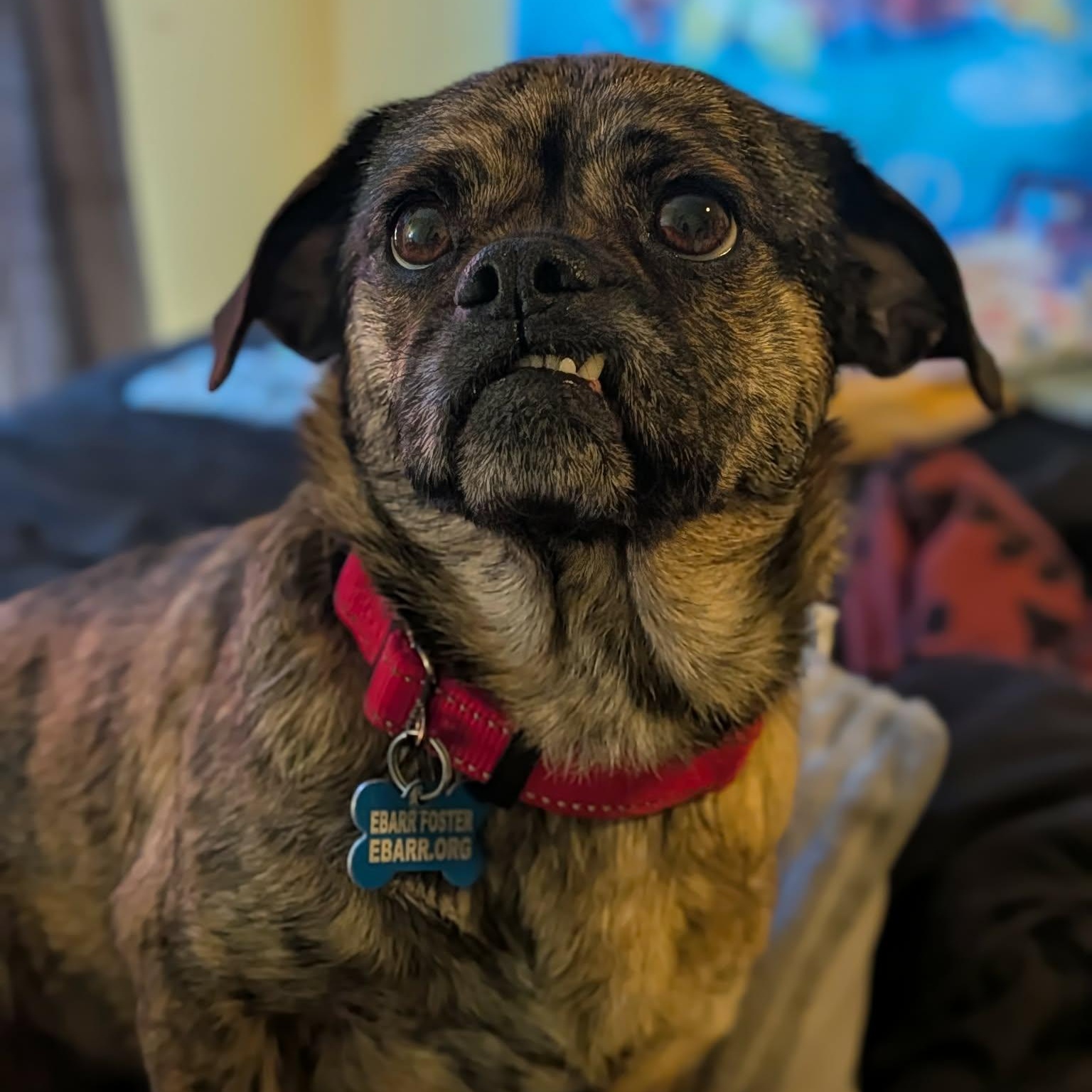 Enlarge Brenda, an adopted mixed breed in Concord, CA image 6/6