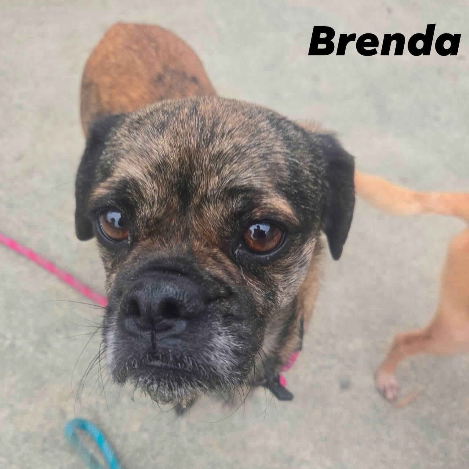 Enlarge Brenda, an adopted mixed breed in Concord, CA image 4/6