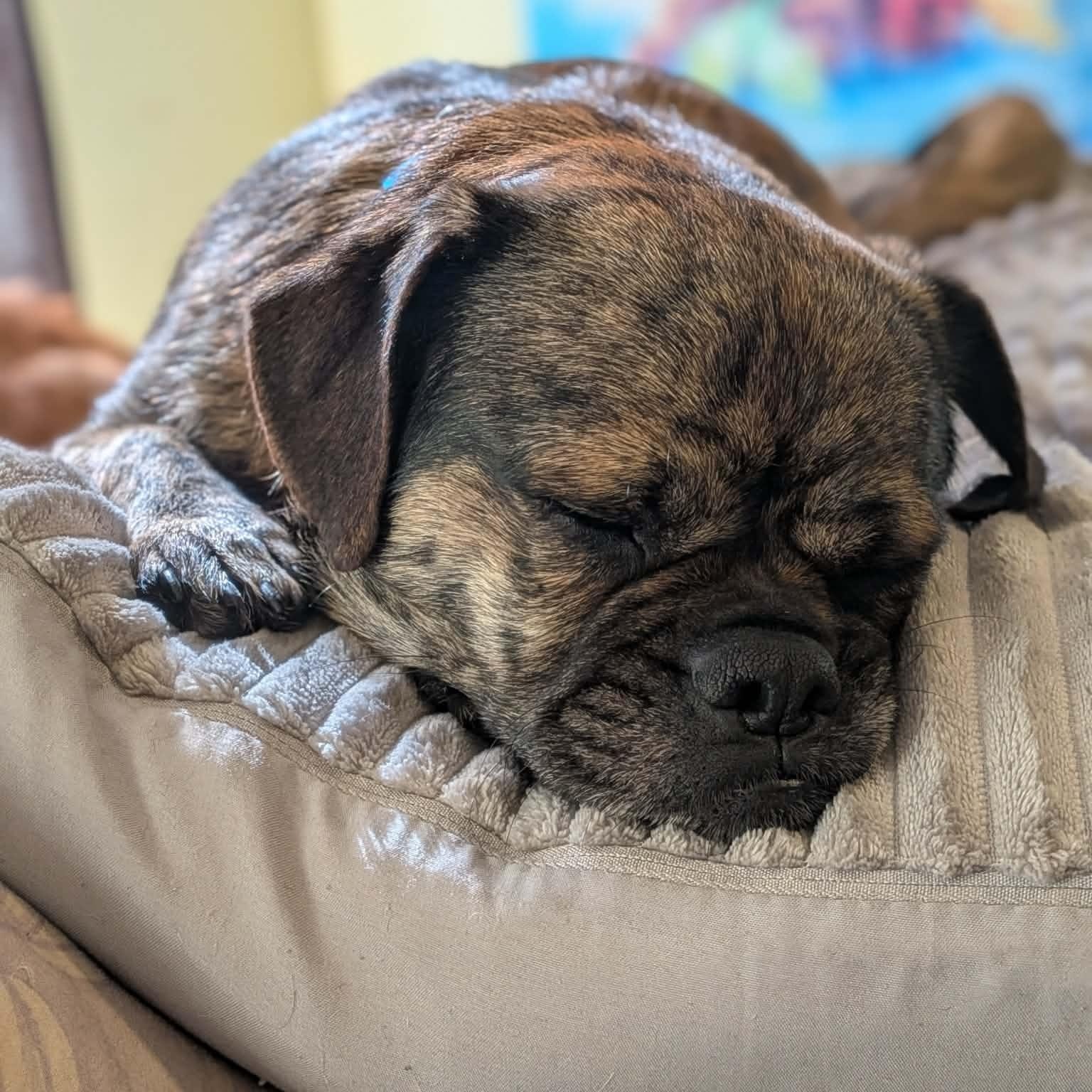 Enlarge Brenda, an adopted mixed breed in Concord, CA image 2/6