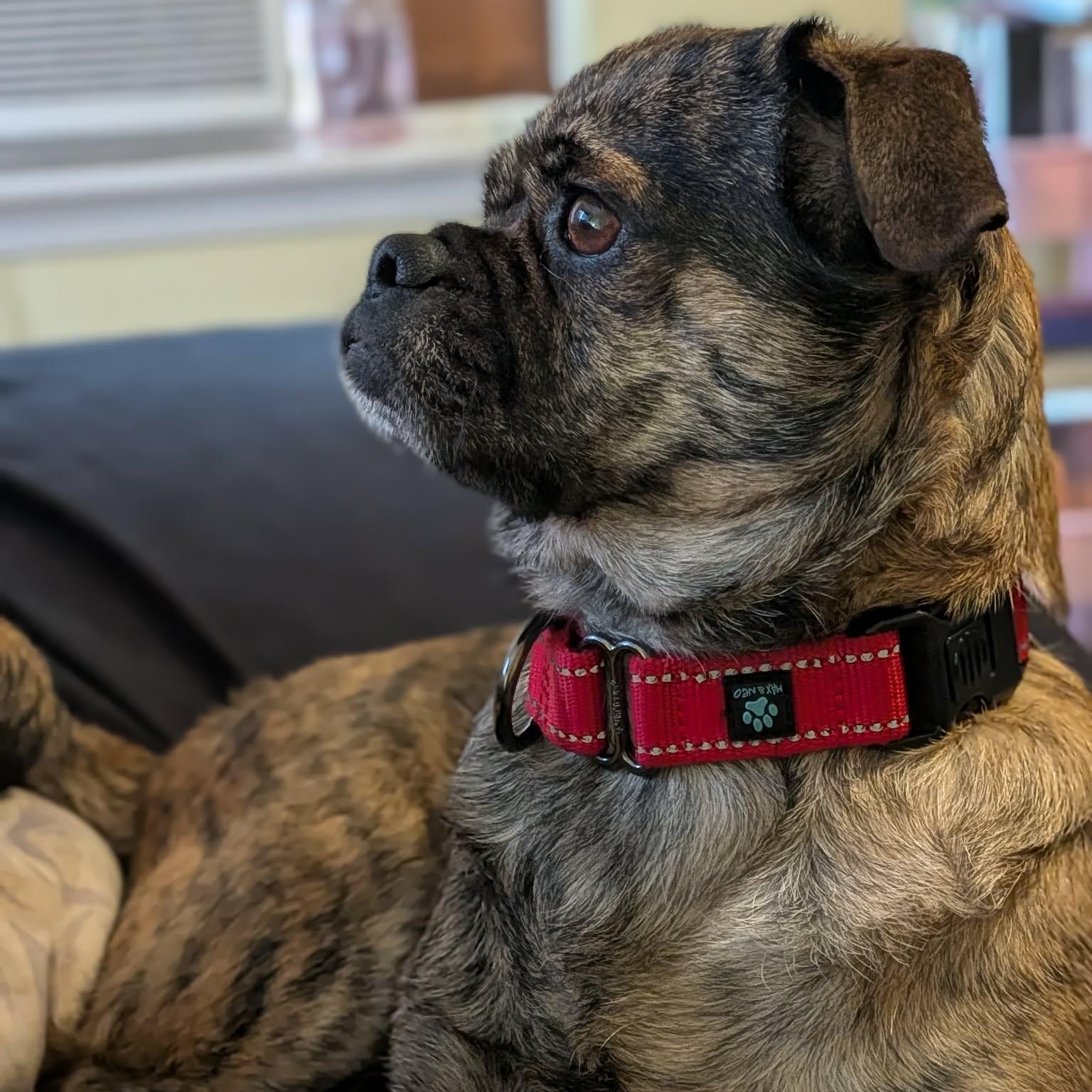 Enlarge Brenda, an adopted mixed breed in Concord, CA image 3/6