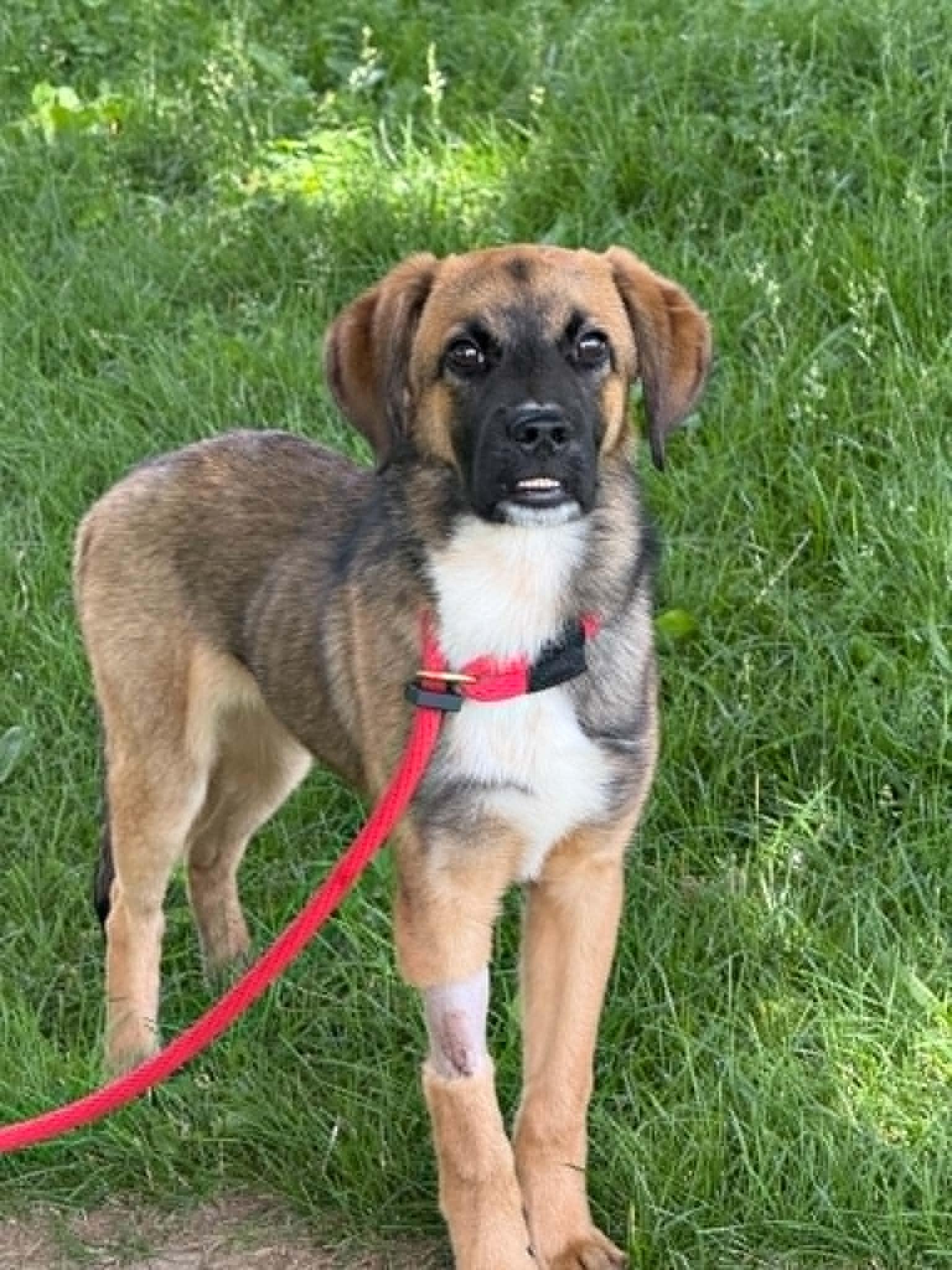 Enlarge Sonny, an adopted mixed breed in Springfield, IL image 3/3