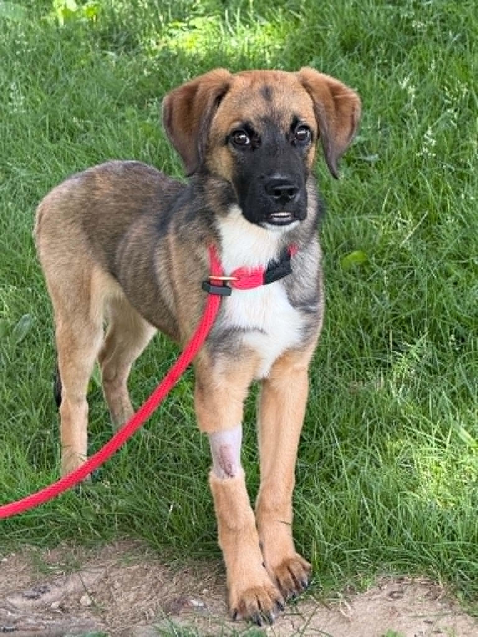 Enlarge Sonny, an adopted mixed breed in Springfield, IL image 2/3