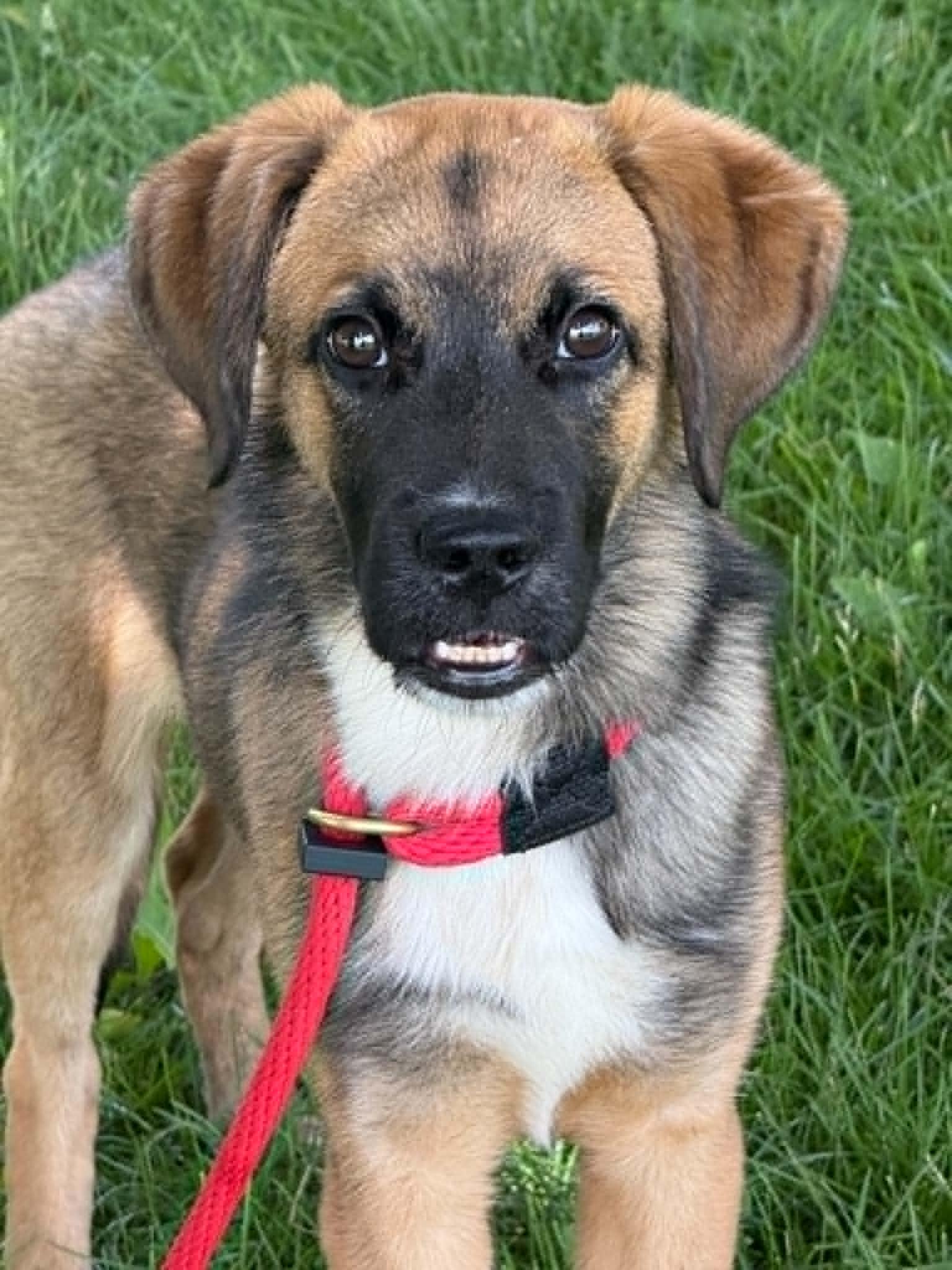 Enlarge Sonny, an adopted mixed breed in Springfield, IL image 1/3