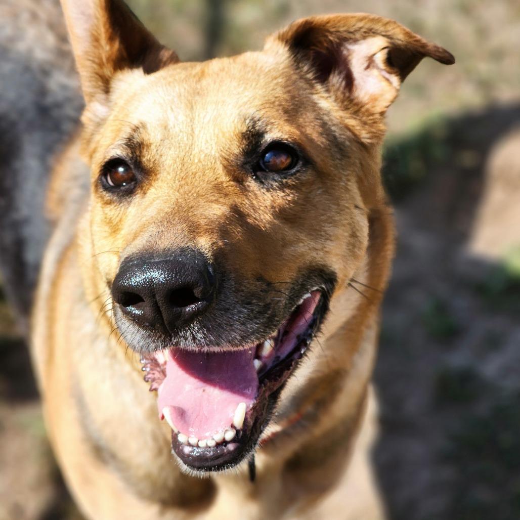 Enlarge Coco, a Adoptable mixed breed in Port Angeles, WA image 2/6
