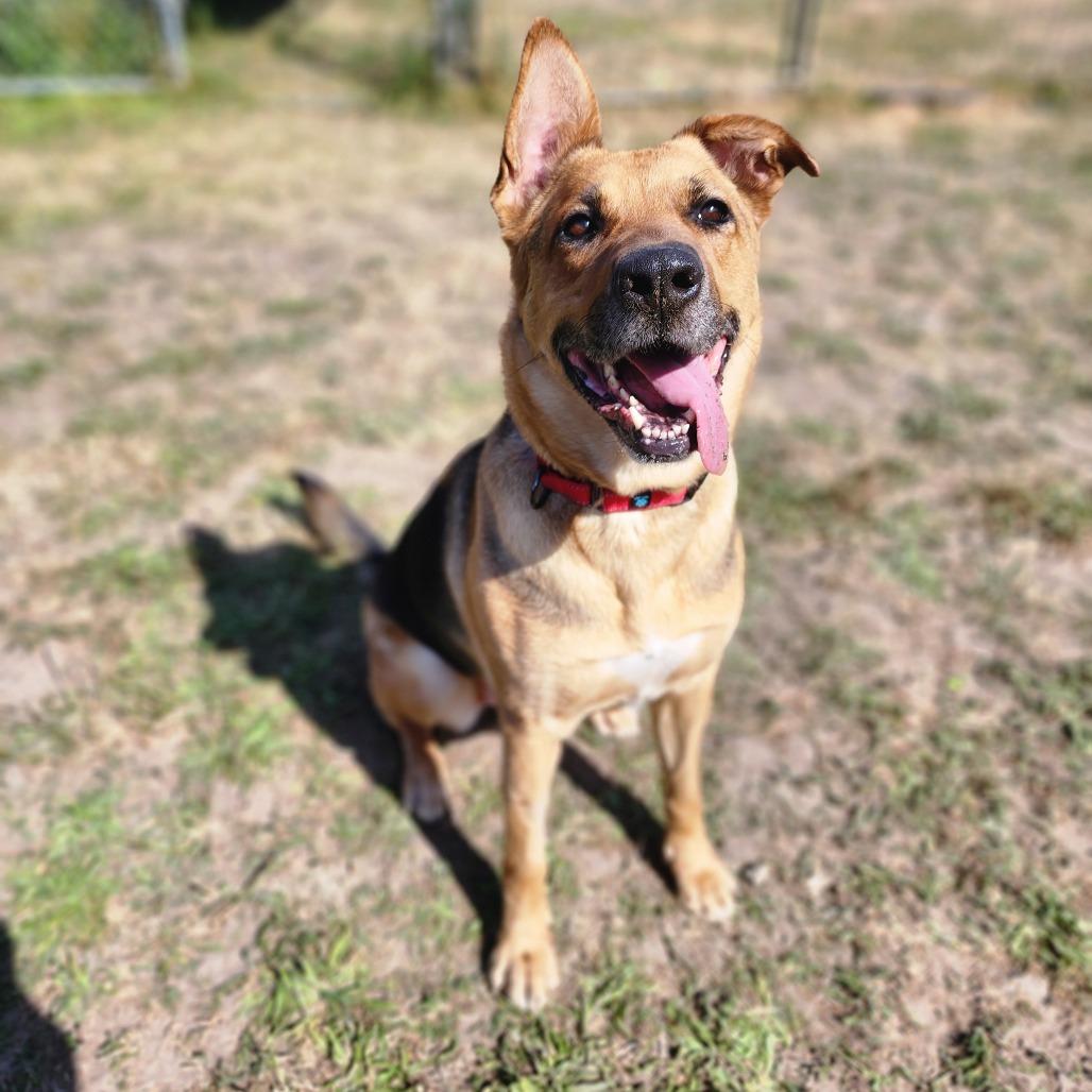 Enlarge Coco, a Adoptable mixed breed in Port Angeles, WA image 3/6