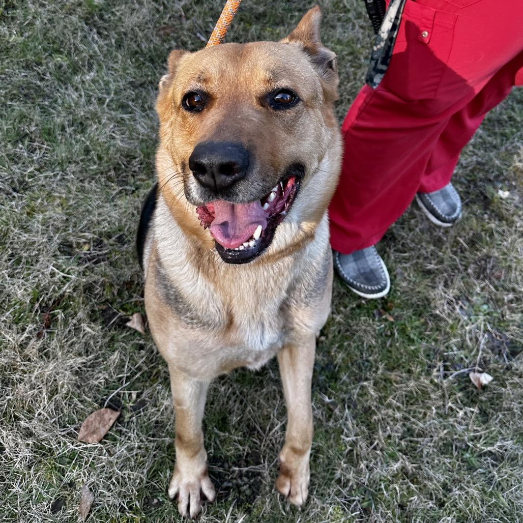 Enlarge Coco, a Adoptable mixed breed in Port Angeles, WA image 5/6