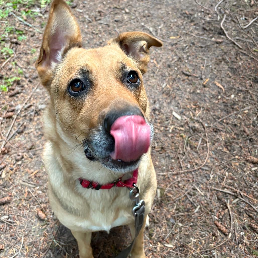 Enlarge Coco, a Adoptable mixed breed in Port Angeles, WA image 4/6