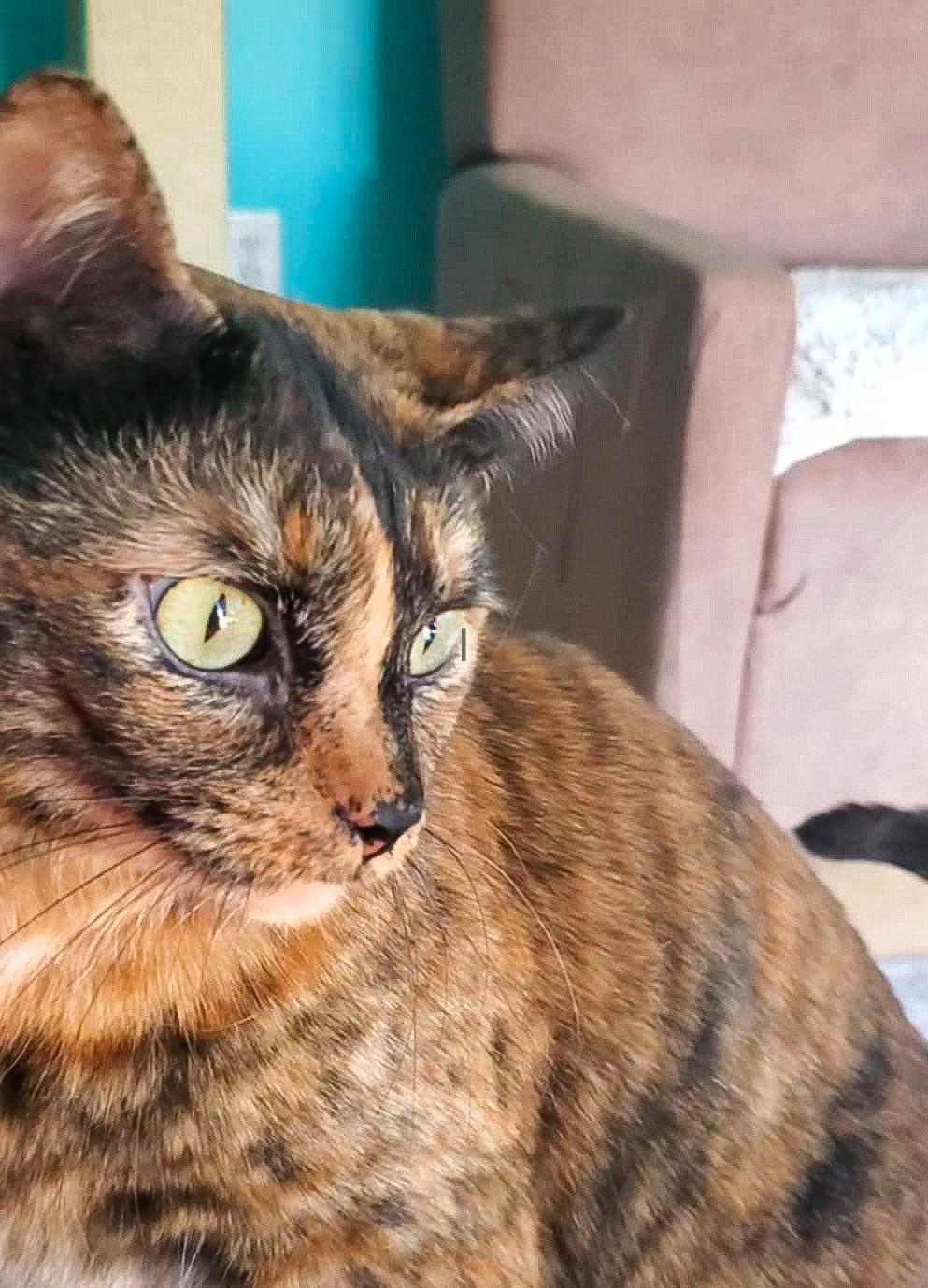 RIPLEY, Adopted, Adult Female Domestic Short Hair.