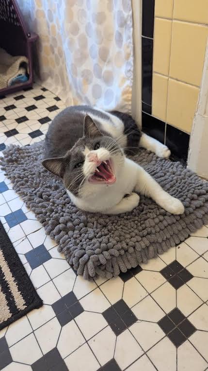 Mr. Cupcake, a Adoptable Domestic Short Hair in Louisville, KY image 1/4