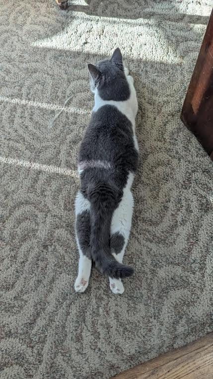 Mr. Cupcake, a Adoptable Domestic Short Hair in Louisville, KY image 2/4